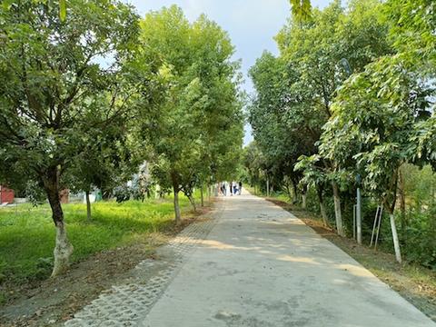 紅嶺村村道寬闊整潔，綠樹成蔭.jpg