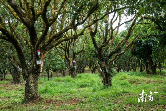 高州根子鎮(zhèn)古荔園，古樹參天，年年碩果累累