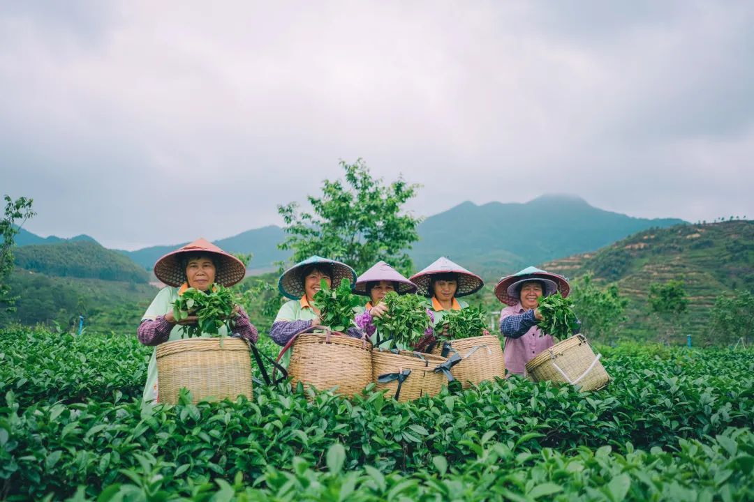 千萬人共享一個(gè)春天！來開平大沙，品嘗春天的第一縷茶香！
